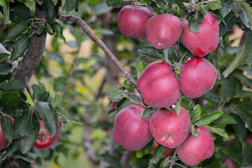 Apple tree. Red apples on the tree. Fruit garden. Apples print set, wall art, interior design