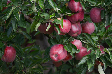 Apple tree. Red apples on the tree. Fruit garden. Apples print set, wall art, interior design