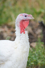 Turkeys. Portrait of a turkey. White domestic turkey birds. 