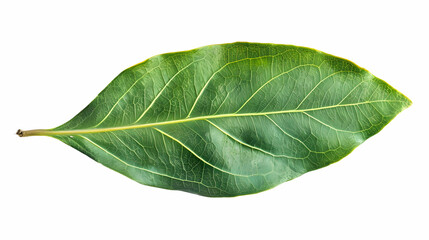 Obraz premium Closeup of a Green Leaf with Detailed Veins