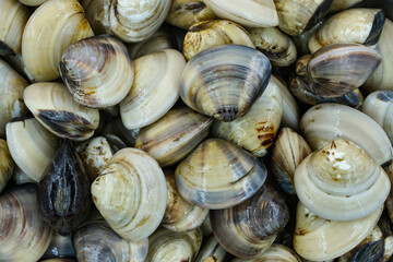 Fresh clams for seafood background