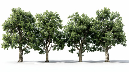 Obraz premium Four Tall Trees with Lush Green Foliage