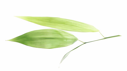 Close-up of Green Bamboo Leaves with Delicate Texture