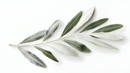 Obraz premium Olive Branch with Green Leaves on White Background
