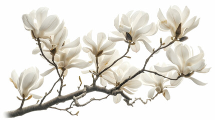 White Magnolia Flower Branch - Delicate Spring Blossom Photography