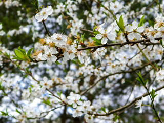 Blooming mirabelle tree in summer.
