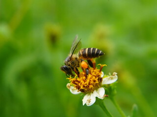 bee on a flower