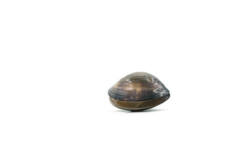 Closed up fresh baby clams, venus shell, shellfish, carpet clams, short necked clams, as raw food from the sea are the seafood ingredients. fresh clams Background. seafood.Isolated on white background