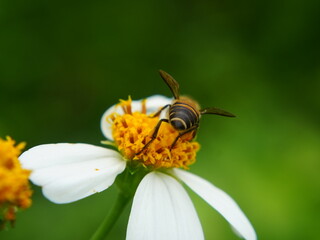 bee on a flower