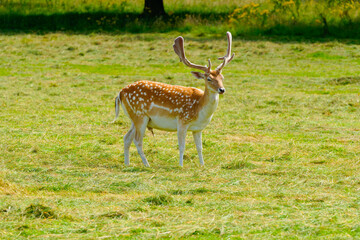 A lone fallow deer buck standing alert in a meadow.