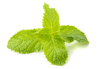 Fresh mint leaf isolated on a white background