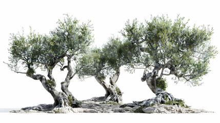 Ancient Olive Trees on White Background - Nature Photography