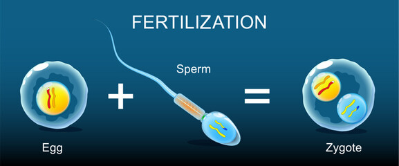 Fertilization. Close-up of Spermatozoa or Haploid male gamete that joins with an ovum to form a zygote