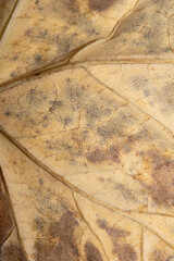 Close Up of Veins of An Autumn Fallen Leave Texture for Background