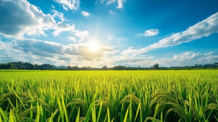Obraz premium A breathtaking view of lush green rice fields stretching to the horizon, with golden grains ready for harvest under a bright blue sky, showcasing the beauty of rural life.