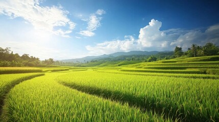 Fototapeta premium A breathtaking view of lush green rice fields stretching to the horizon, with golden grains ready for harvest under a bright blue sky, showcasing the beauty of rural life.