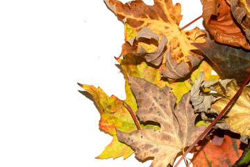 Close Up of Fallen Leaves Acer and Beech on a White Background