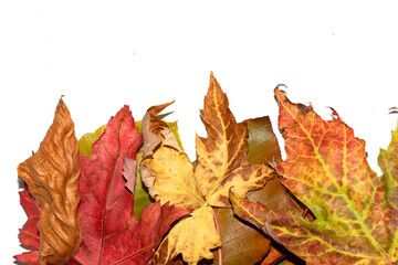 Close Up of Fallen Leaves Acer and Beech on a White Background