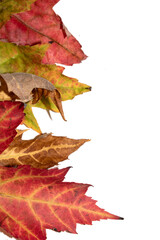 Close Up of Fallen Leaves Acer and Beech on a White Background