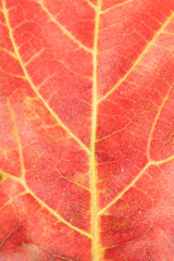 Close Up of Veins of An Autumn Fallen Leave Texture for Background