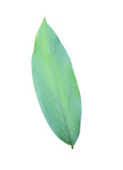 Detailed close-up of a single green leaf showcasing with transparent image of PNG format extension.