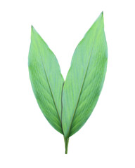 Obraz premium Detailed close-up of a single green leaf showcasing with transparent image of PNG format extension.