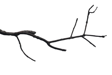 Branches of tropical dead tree with transparent image of PNG format extension.