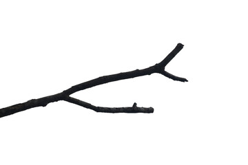 Obraz premium Branches of tropical dead tree with transparent image of PNG format extension.