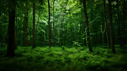 Obraz premium Sunlight Filtering Through Lush Forest Canopy