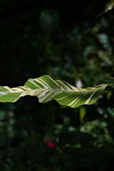 斑入りのカンナ