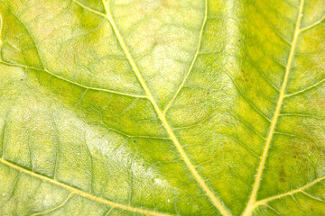 Close Up of Veins of An Autumn Fallen Leave Texture for Background