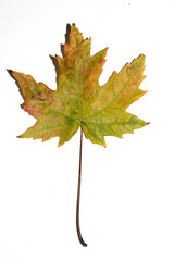Close Up of an Autumn Acer Leaf on a White Background
