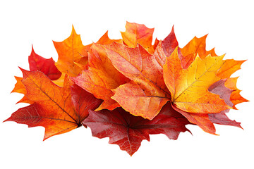 Obraz premium a pile of colorful leaves