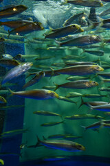 水族館　水槽の中を中を気持ちよさそうに泳ぐ魚たち