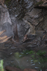 かっこいいテラリウム