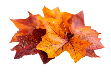 a pile of orange and red leaves

