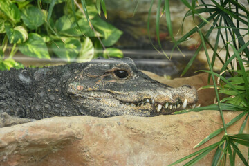 岩の上で休むニシアフリカコガタワニ