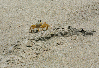 Crab on the sand of the beach