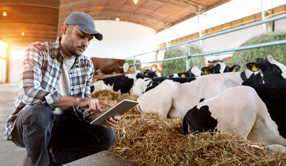 Male farmer with digital tablet inspecting cows at livestock. Smart farming background. Digital...