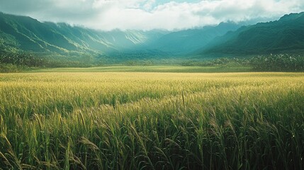 Fototapeta premium agricultural landscape featuring a lush sugarcane field, symbolizing the beauty of rural farming and the potential for energy production through crop cultivation