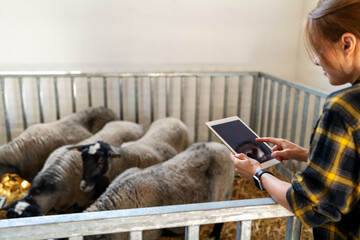 Digital transformation in livestock management. Female farm worker uses digital tablet analysing...