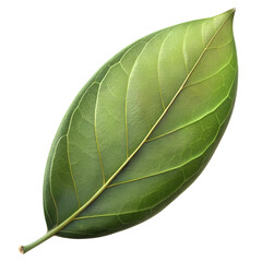 Obraz premium Bay leaf isolated on transparent background