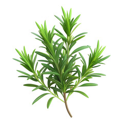 Fototapeta premium Tarragon herb sprigs isolated on transparent background
