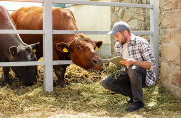 Caucasian adult man with digital tablet inspecting cows on a livestock farm.