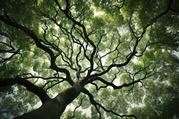 Fototapeta premium Tree canopy outdoors woodland nature.