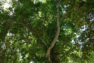 Shahrisabz in Uzbekistan. Platanus orientalis or сhinar tree in Dorus-Saodat