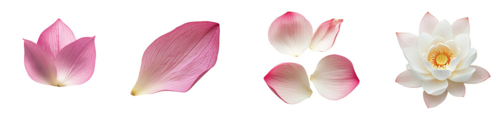 Delicate lotus blossoms and petals on a serene backdrop, on the Transparent background, PNG Format