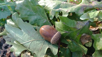 acorns and oak leaves