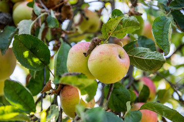 Organic juicy apple. Selective focus, close up, blurred background