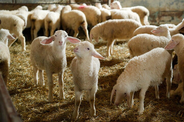 sheep farm for milk and cheese production